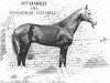 stallion Markiz (Akhal-Teke, 1981, from Sandjar)