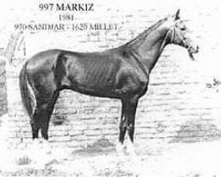 stallion Markiz (Akhal-Teke, 1981, from Sandjar)