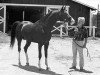 stallion Azal (Akhal-Teke, 1976, from Angar)