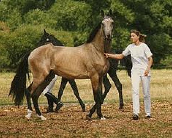 horse Asam (Akhal-Teke, 1986, from Melgun)
