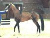 stallion Amelit 12 (Akhal-Teke, 1987, from Adat)