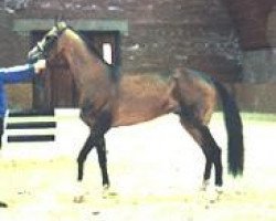 stallion Amelit 12 (Akhal-Teke, 1987, from Adat)