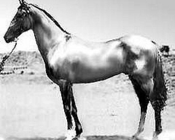 stallion Anchar (Akhal-Teke, 1980, from Sere)