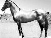 stallion Anchar (Akhal-Teke, 1980, from Sere)