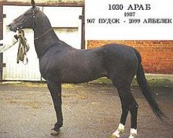 stallion Arab (Akhal-Teke, 1987, from Pudok)