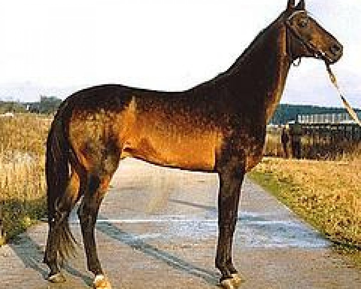 Deckhengst Beduin (Achal Tekkiner, 1987, von Dornazarbek)
