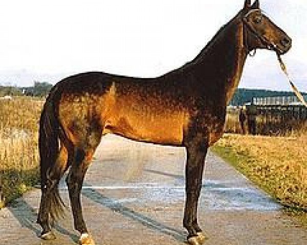 stallion Beduin (Akhal-Teke, 1987, from Dornazarbek)