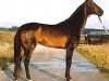 stallion Beduin (Akhal-Teke, 1987, from Dornazarbek)