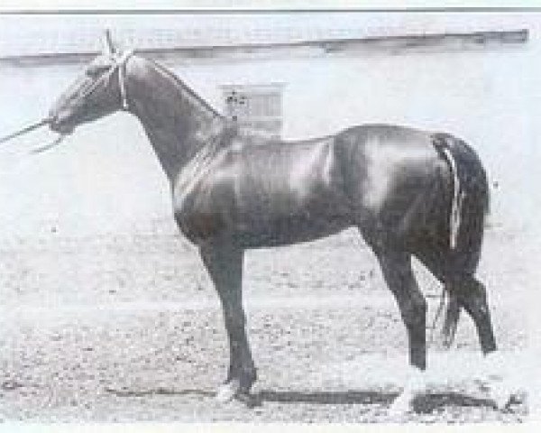 stallion Bechtau (Akhal-Teke, 1966, from Gelishikli)