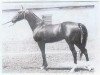 stallion Bechtau (Akhal-Teke, 1966, from Gelishikli)