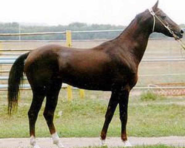 stallion Galkan (Akhal-Teke, 1985, from Gerden)