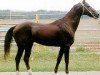 stallion Galkan (Akhal-Teke, 1985, from Gerden)