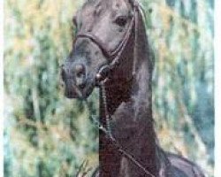 stallion Gorlik (Akhal-Teke, 1987, from Melgun)