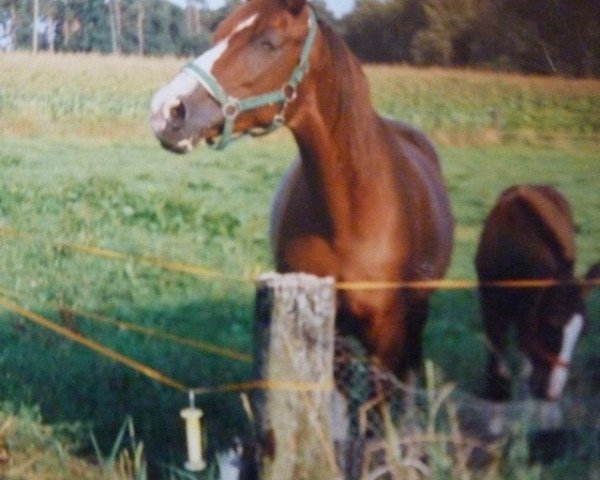 Zuchtstute Karina (Trakehner, 1978, von Kaspar)