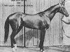 stallion Zergiar (Akhal-Teke, 1982, from Adat)