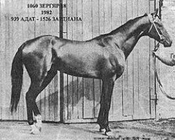 stallion Zergiar (Akhal-Teke, 1982, from Adat)