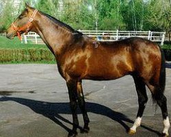 horse Padisha H (Akhal-Teke, 1984, from Pasil)