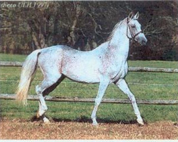 stallion Pazil (Akhal-Teke, 1979, from Polotli)