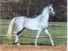 stallion Pazil (Akhal-Teke, 1979, from Polotli)