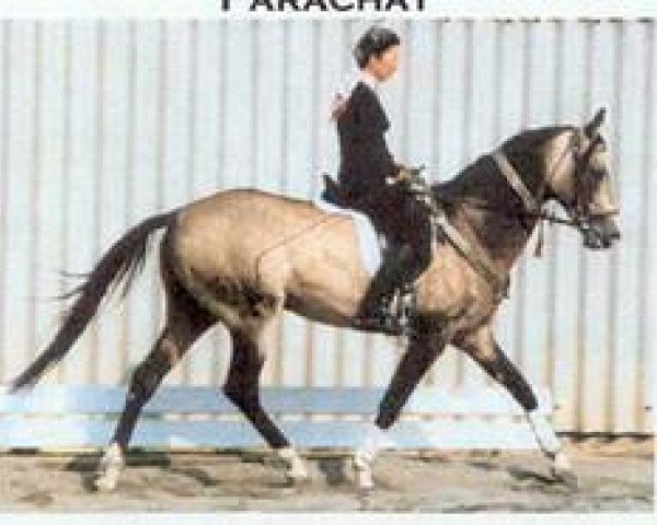 stallion Parakhat (Akhal-Teke, 1984, from Polotli)