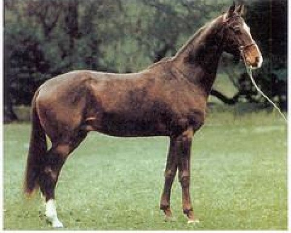 stallion Perchat (Akhal-Teke, 1975, from Polotli)
