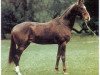 stallion Perchat (Akhal-Teke, 1975, from Polotli)