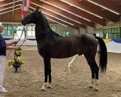 stallion Taran (Akhal-Teke, 1987, from Telekush 2)