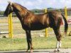 stallion Khutor (Akhal-Teke, 1983, from Khalif)