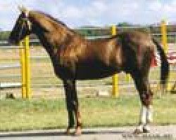 stallion Khutor (Akhal-Teke, 1983, from Khalif)