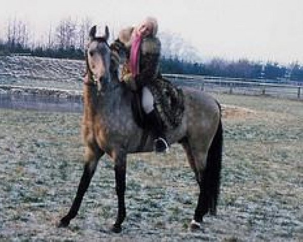 stallion Yunus (Akhal-Teke, 1972, from Bahar)