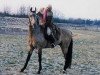 stallion Yunus (Akhal-Teke, 1972, from Bahar)