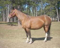 broodmare Kyzlyar (Akhal-Teke, 1999, from Iakor)