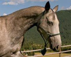 broodmare Khiva (Akhal-Teke, 2002, from Gargantua)