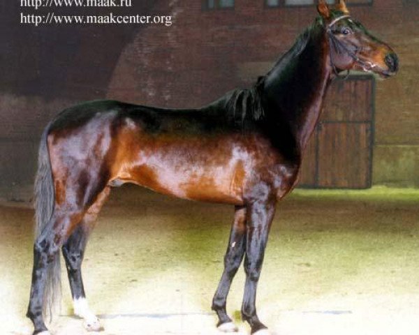 stallion Amanat (Akhal-Teke,  , from Kerzi)