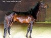 stallion Amanat (Akhal-Teke,  , from Kerzi)