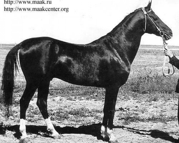 stallion Akbelek (Akhal-Teke, 1970, from Akbar)