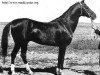 stallion Akbelek (Akhal-Teke, 1970, from Akbar)