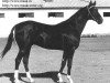 stallion Aktasch 1 (Akhal-Teke, 1981, from Akbelek)