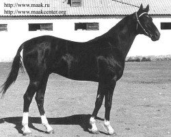 stallion Aktasch 1 (Akhal-Teke, 1981, from Akbelek)