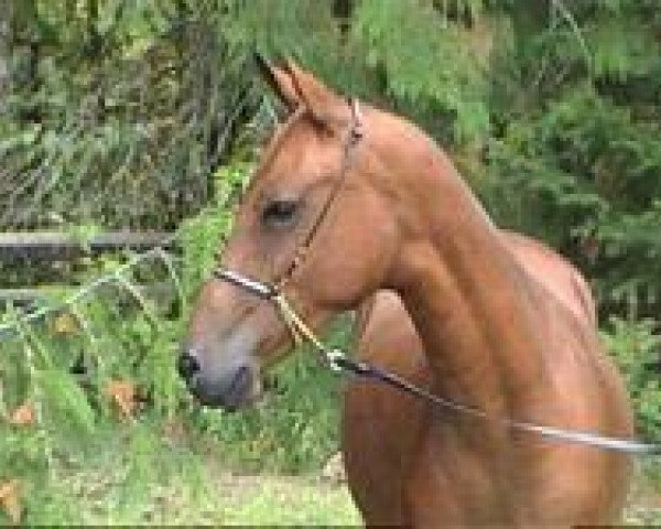 broodmare Almaty v. K. (Akhal-Teke, 2002, from Sugun)