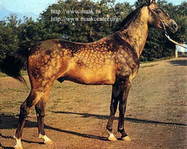 stallion Melekush (Akhal-Teke, 1969, from Kir Sakar II)