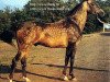 stallion Melekush (Akhal-Teke, 1969, from Kir Sakar II)