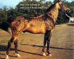 stallion Melekush (Akhal-Teke, 1969, from Kir Sakar II)