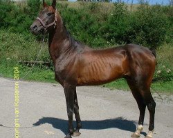 stallion Sugun (Akhal-Teke, 1987, from Sumbar)