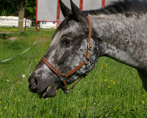 Pferd MANDAI (Appaloosa, 2007, von Appaloosa)