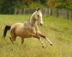 horse Marlin-Dzhan (Akhal-Teke, 2009, from Akderek)