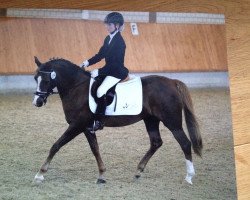 Zuchtstute Lena-K (Welsh Pony (Sek.B), 2006, von Weston Regent)