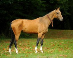 horse Lalita (Akhal-Teke, 2009, from Lamart)