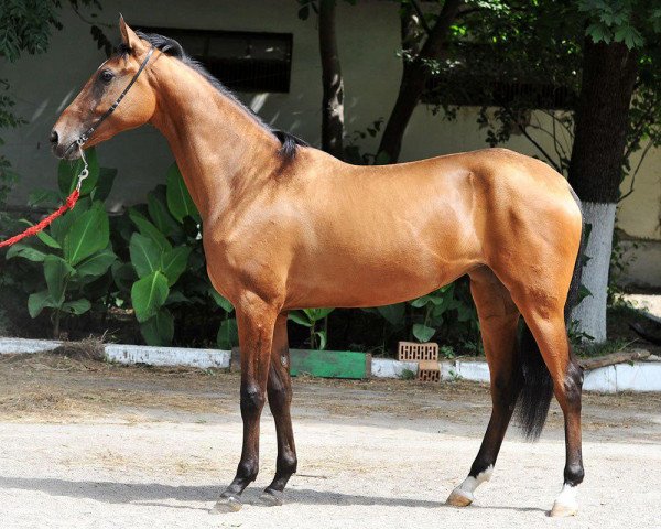 horse Turkmyeniya (Akhal-Teke, 2012, from Paket)