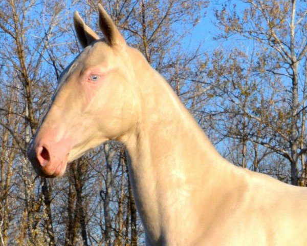 horse Zaira (Akhal-Teke, 2013, from Piastr)